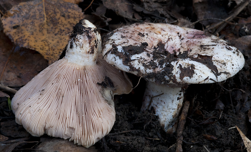 Lactarius controversus